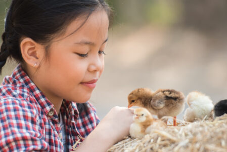 Chickens at School Image